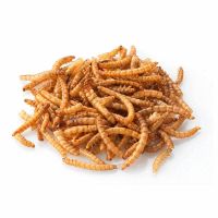 Мучной червь живой, личинка, 1000 грамм - вид 1 миниатюра